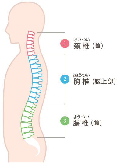 頚椎、胸椎、腰椎の図